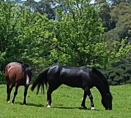 Fazenda Evaristo - Imagem 18