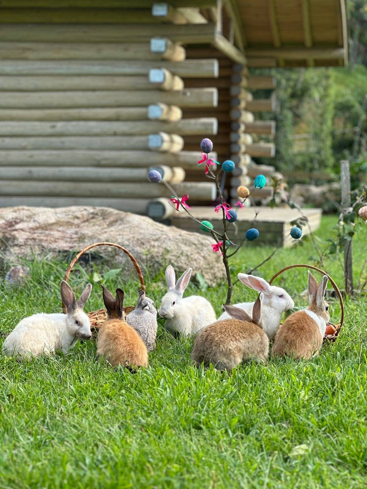 Cabana Mendoza — Acampamento Busch - Imagem 20