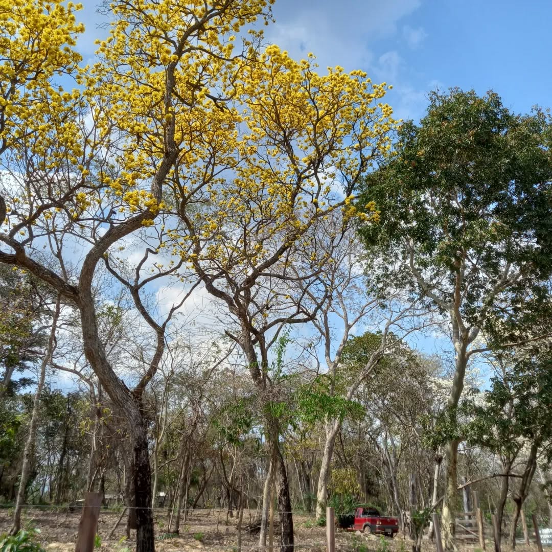 Camping Coxipó do Ouro 2 - Imagem 2
