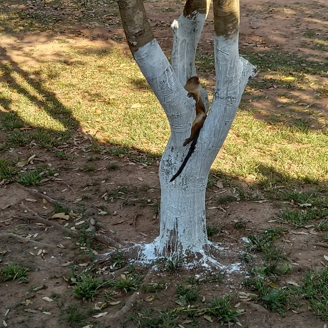 Camping Coxipó do Ouro 2 - Imagem 5