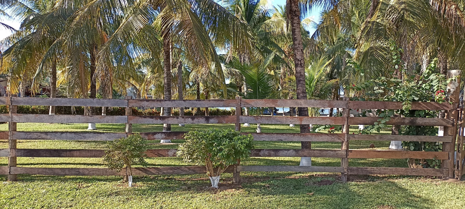 Rancho Azevedo - Peixe - Image 3