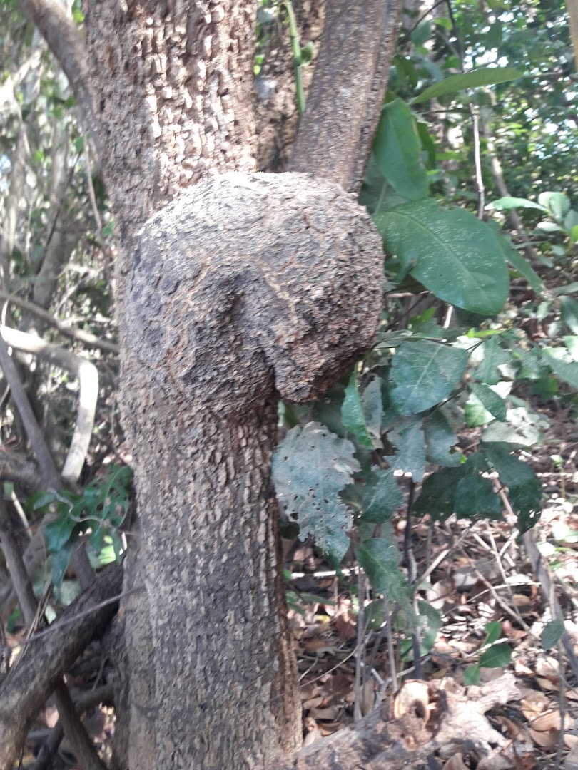 Rancho Benvindo - Image 3