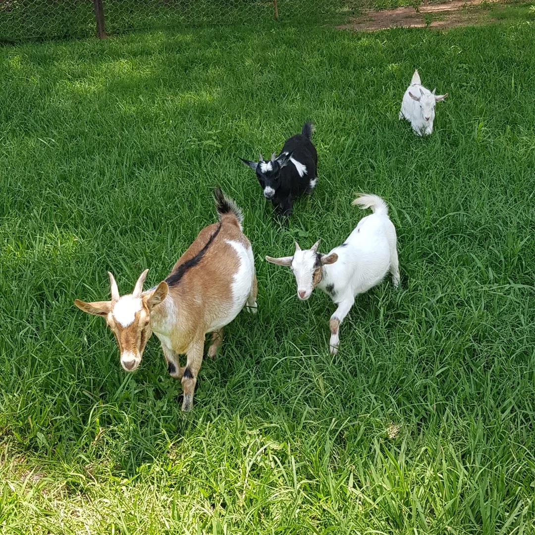 Camping Santa Filomena - Image 4