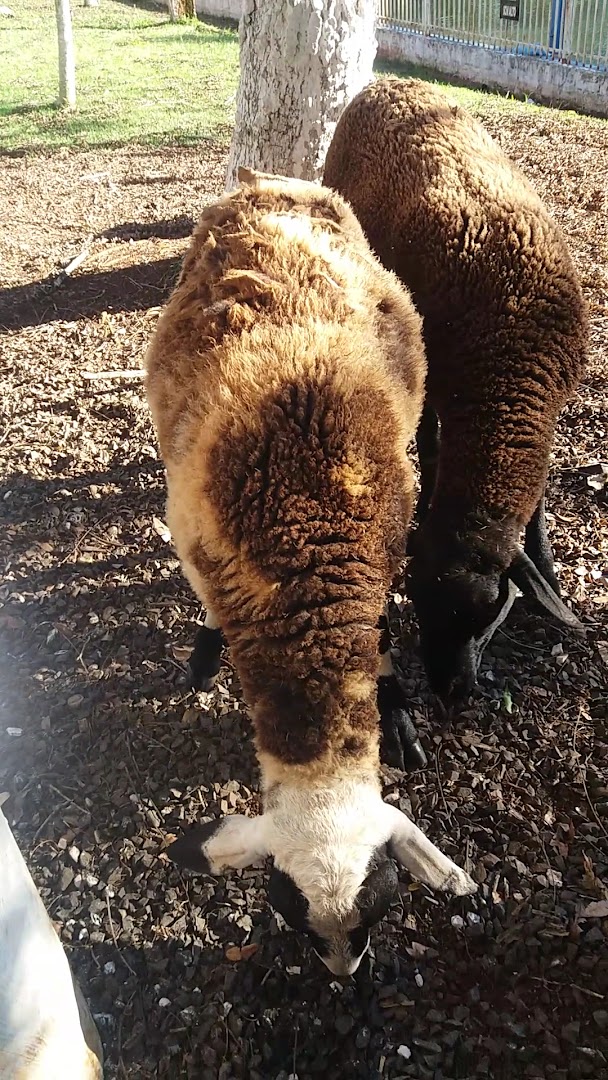 Pesque Pague Cem - Image 2