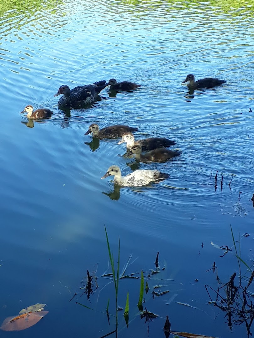 Camping e Parque Turístico Municipal - Image 4