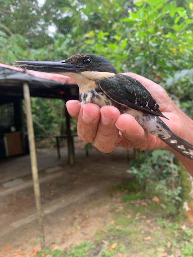 Rancho do Lamarka e Juréia Golden - Image 3