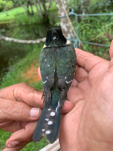 Rancho do Lamarka e Juréia Golden - Image 4