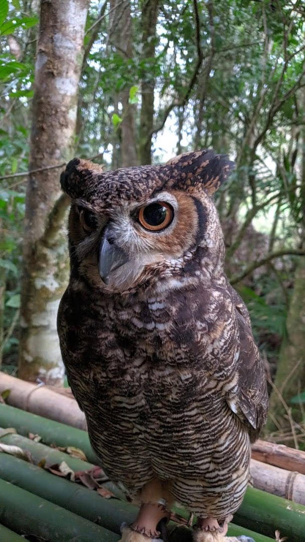 Reserva Mahayana - Image 4