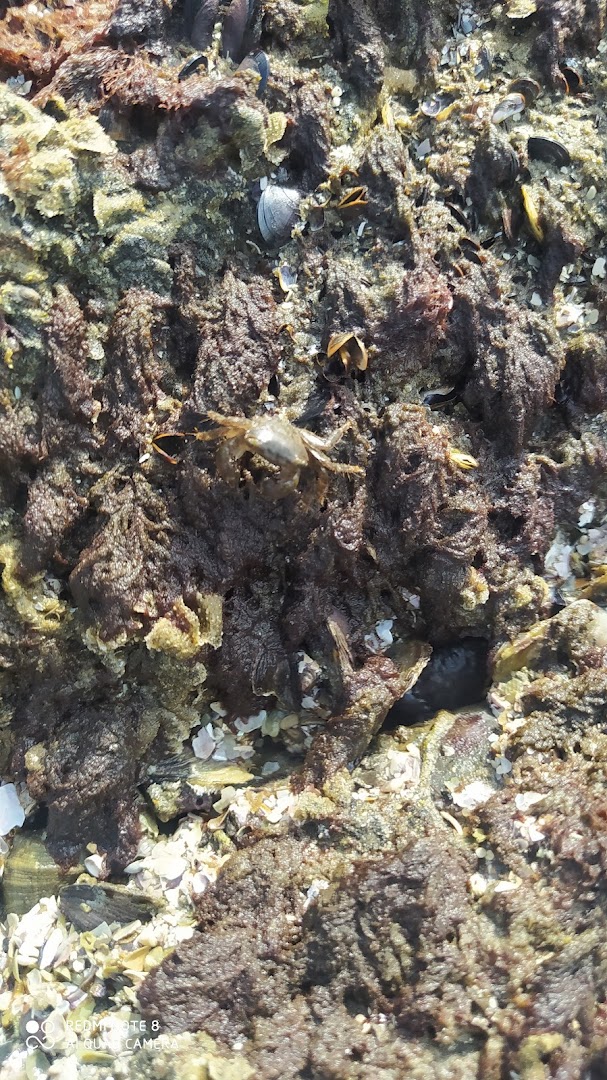 Canping do Kojak - Image 4