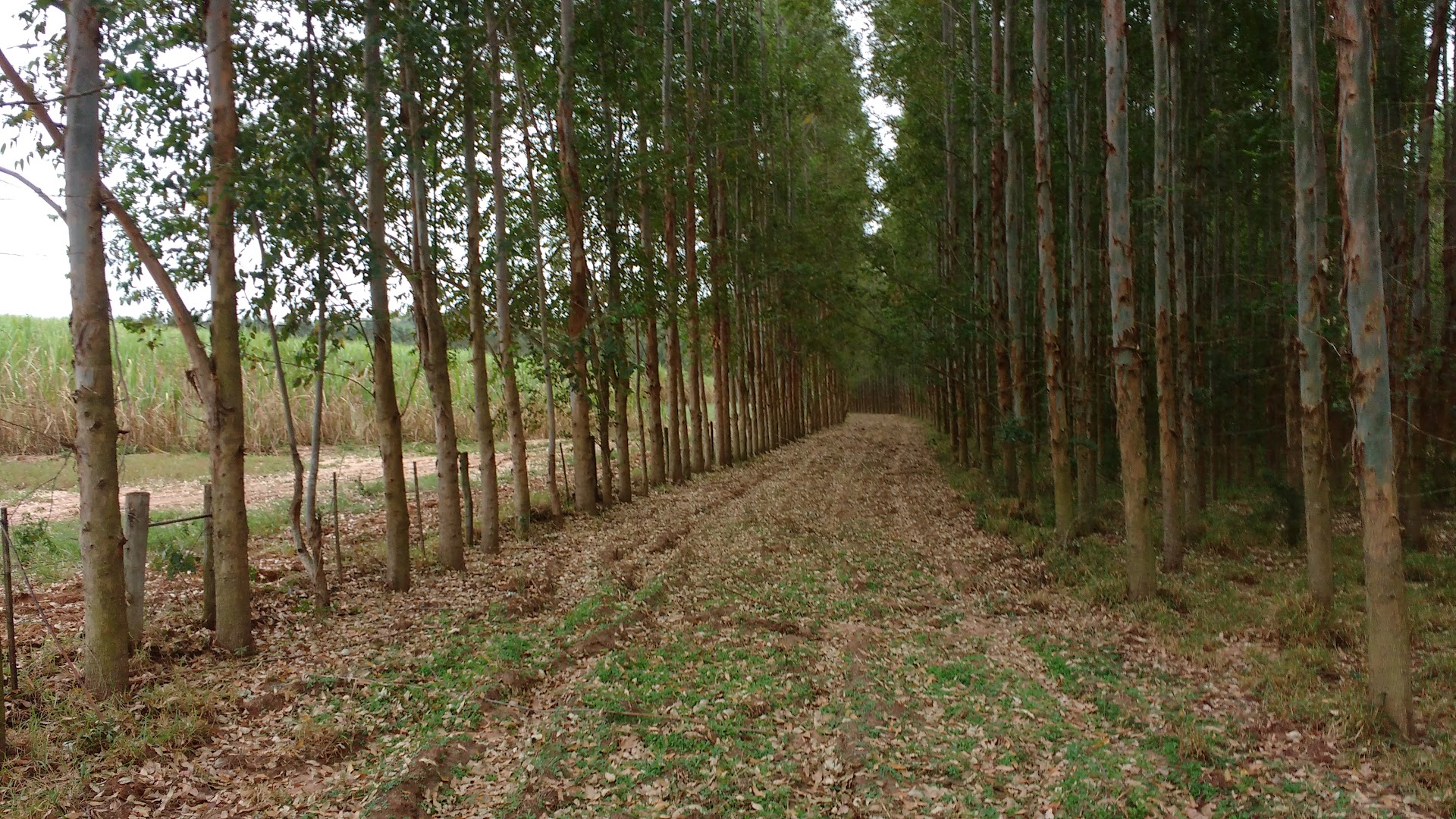 Parque do Lago - Image 5
