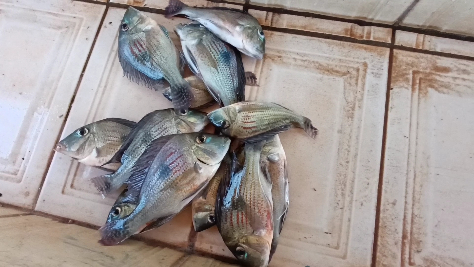 Camping Motorhome Praia Pôr do Sol Municipal - Image 4