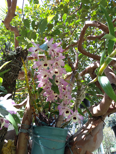 Camping Bar do Zeca (Familiar) - Image 4