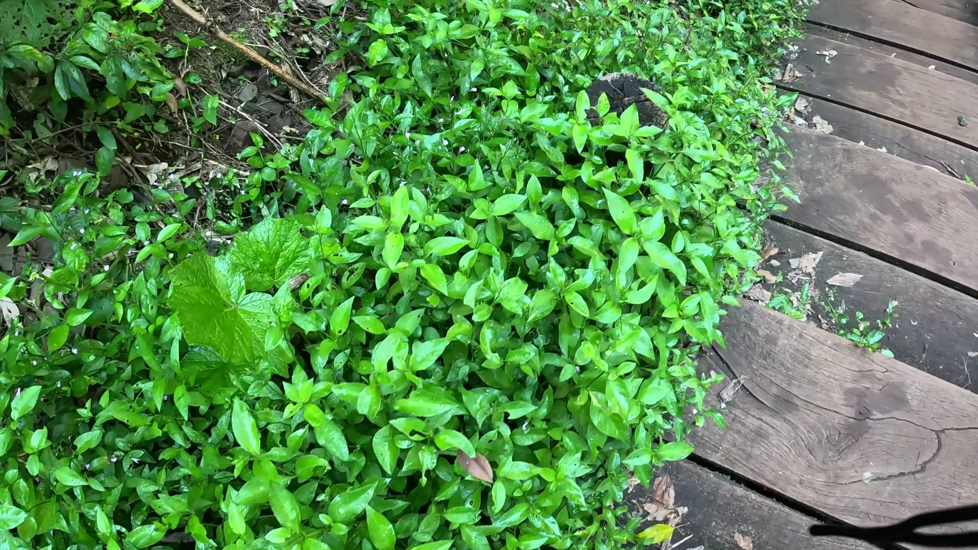 Camping Mirante das Águas – Saltão - Image 2