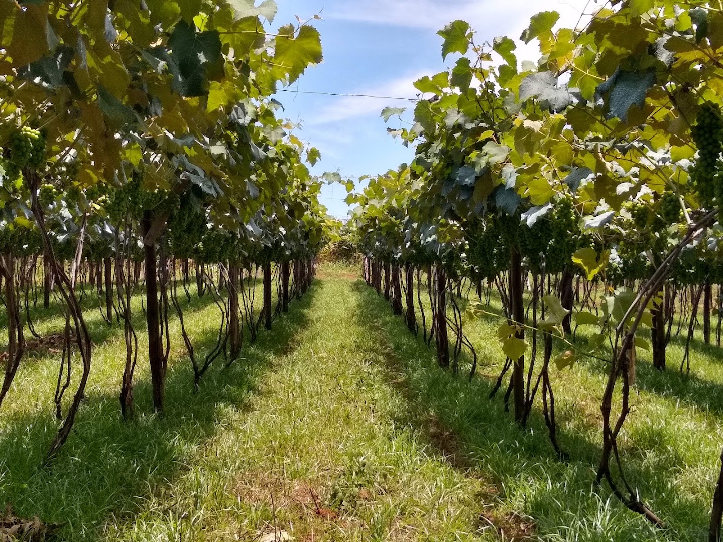 Pousada e Vinicola Bonjour - Image 3