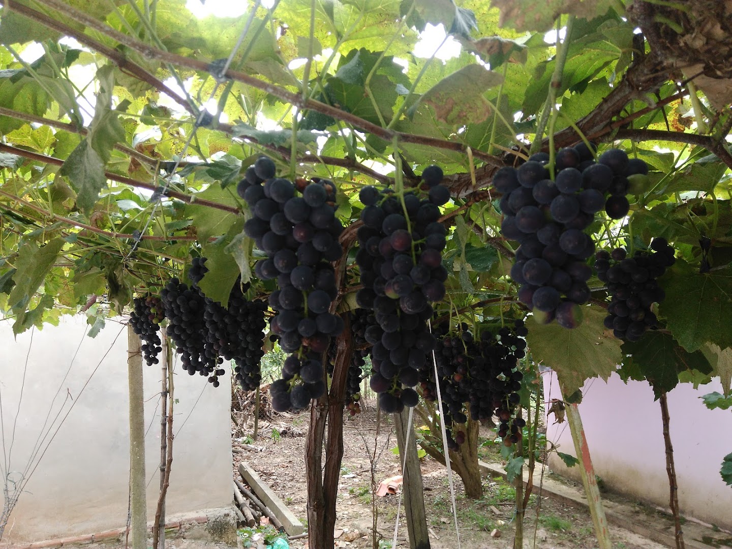 Pousada e Vinicola Bonjour - Image 4