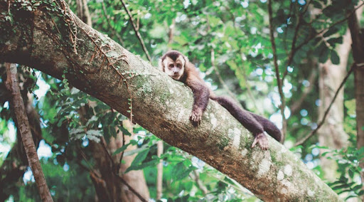 Espaço Soluna | Coliving | Hospedagem | Retiros | Alimentação vegana - Image 4