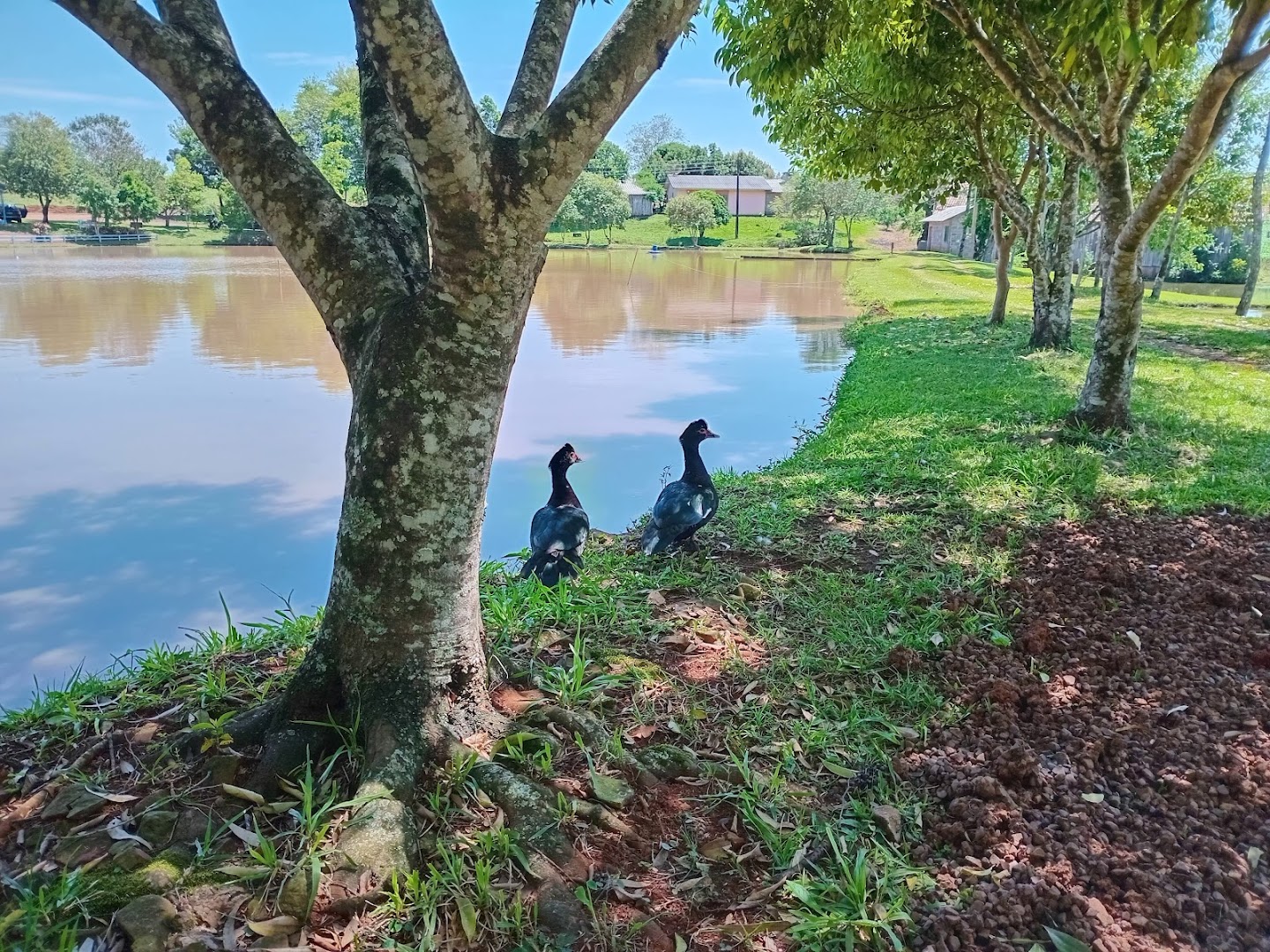 Camping decol - Image 4