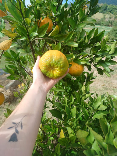 Camping e Pousada Urú - Image 2