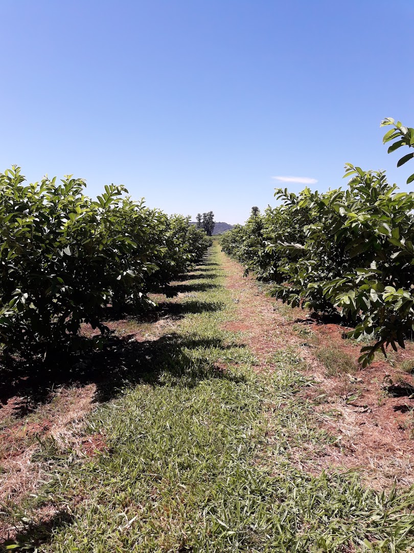 Camping Balneário Alemoa - Image 4