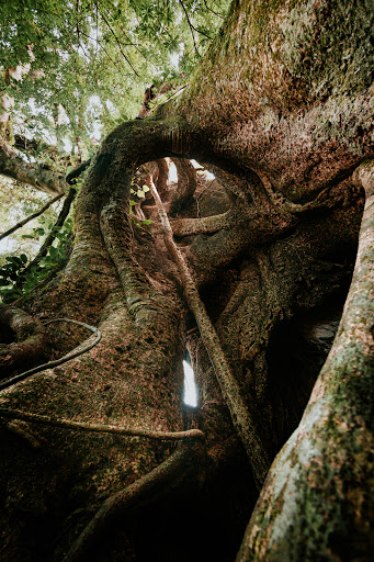 Montanha Mágica Eco Camp - Image 2