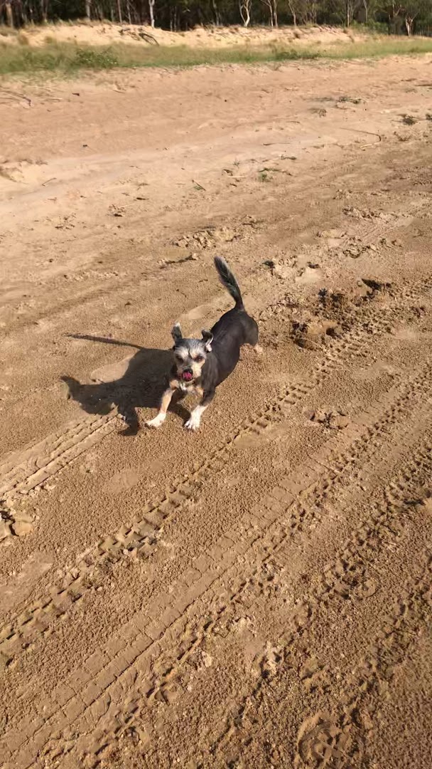 Camping dos Eucaliptos - Areal - Image 2