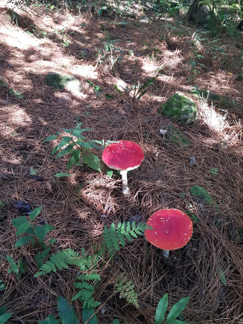 Camping SUSFA - Image 5