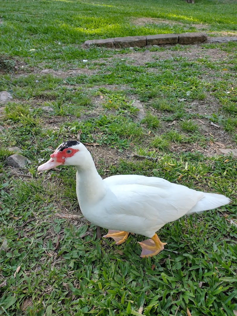 Lagoa Garibaldi - Image 5