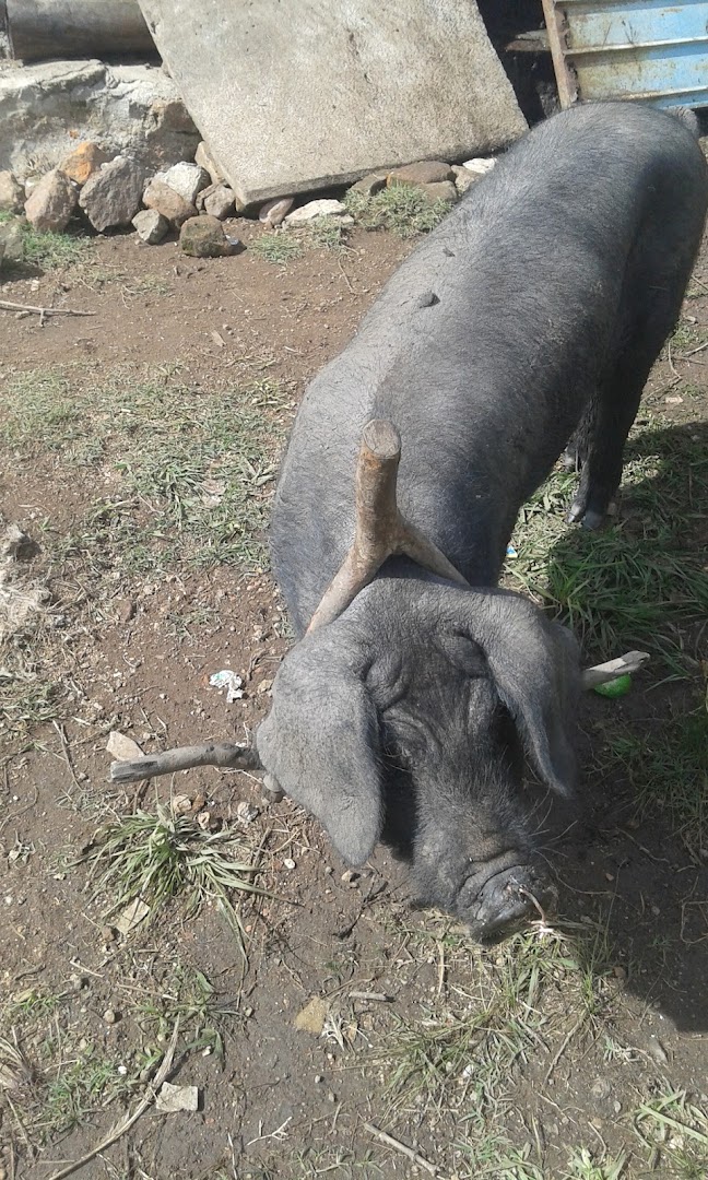 Balneario Passo da Guarda - Image 5