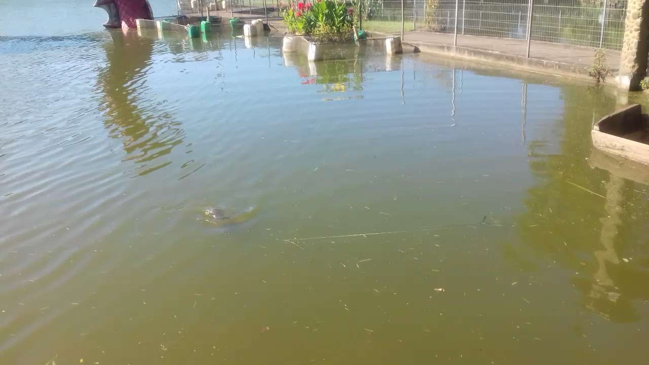 Pesque pague - Image 2