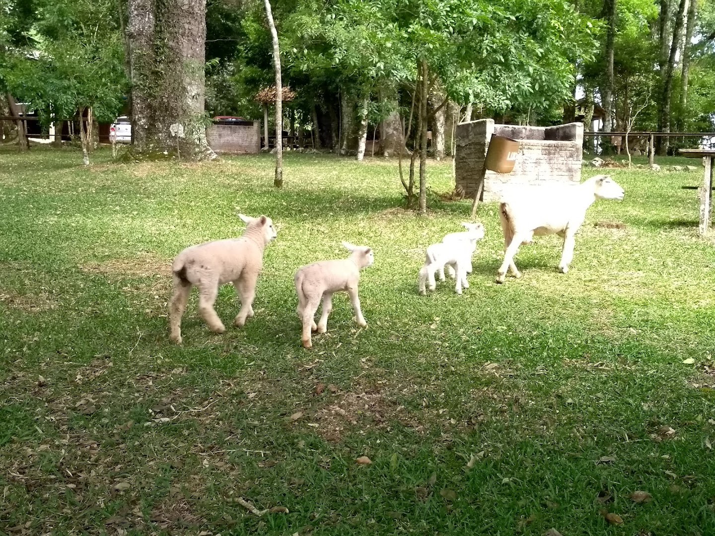 Pesque pague - Image 5