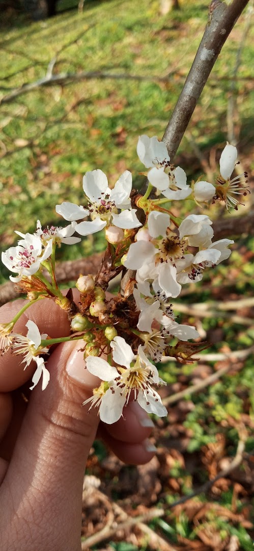 Camping Cafundó - Image 5