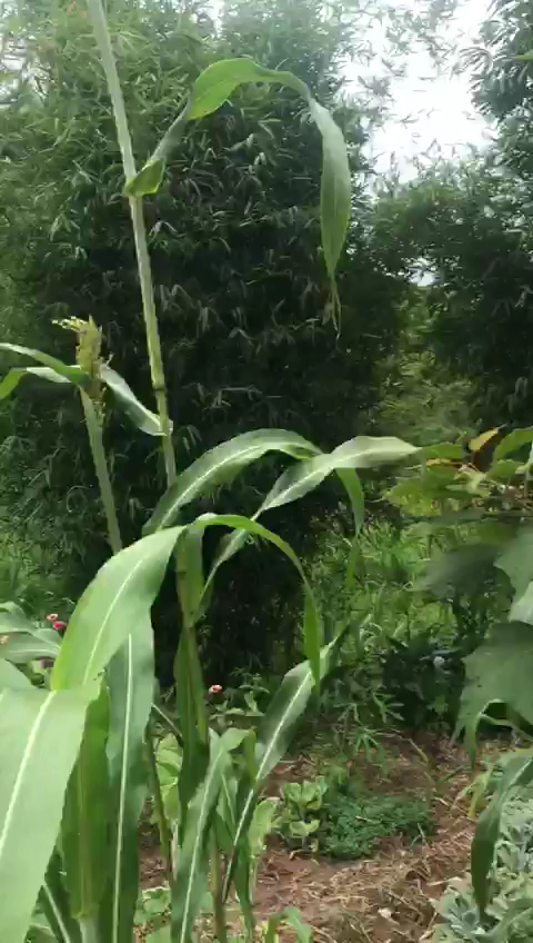 Camping Recanto dos Tropeiros - Image 4