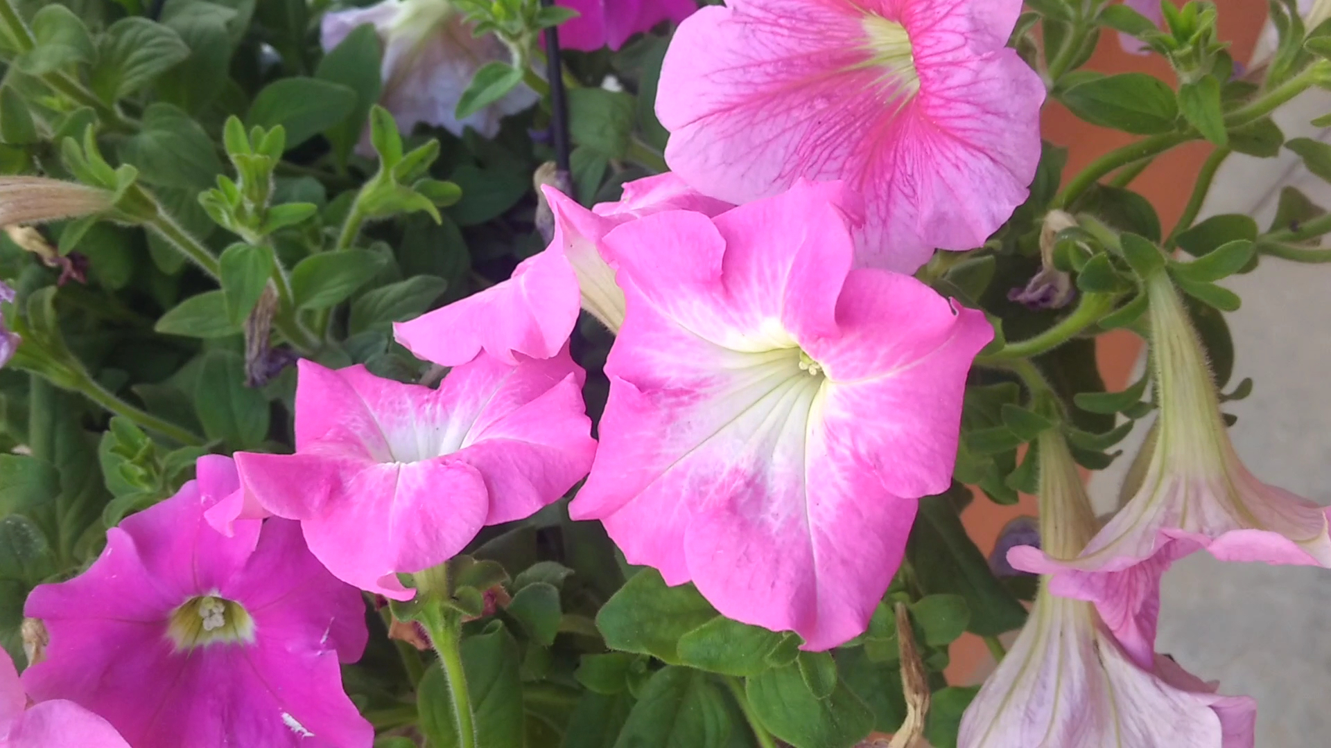 Camping Malutra - Image 2