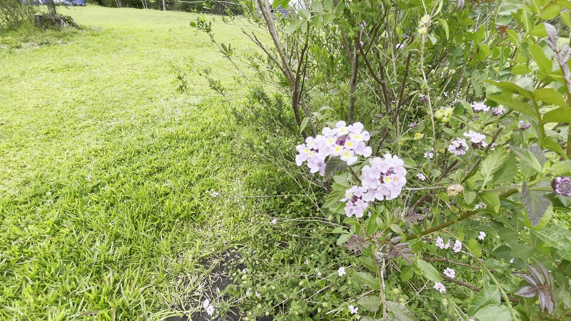 Camping Recanto das Árvores - Image 2