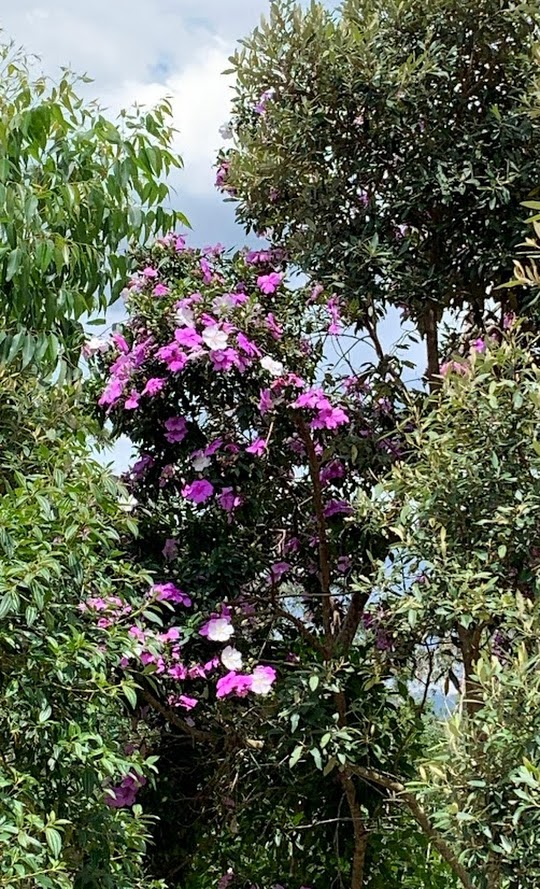 Camping Eco Mikadô - Image 3