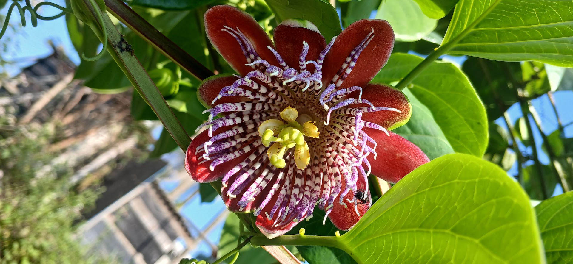 Camping Eco Mikadô - Image 4