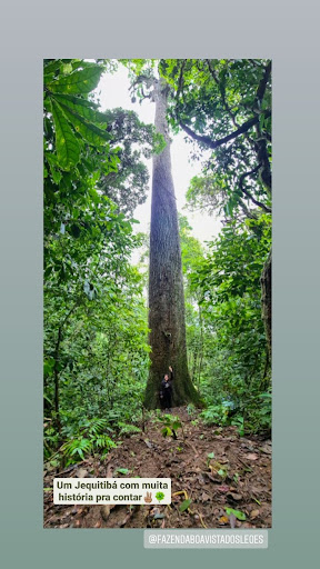 Fazenda Boa Vista dos Leões - Image 4
