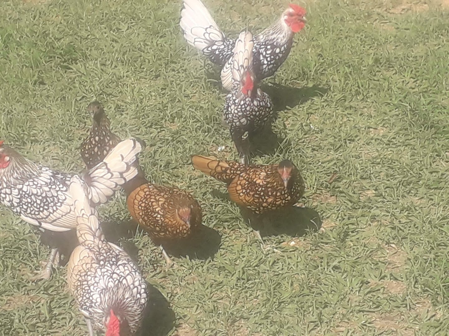 Sitio das Aves - Image 4