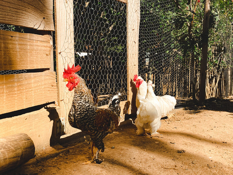 Sitio das Aves - Image 5