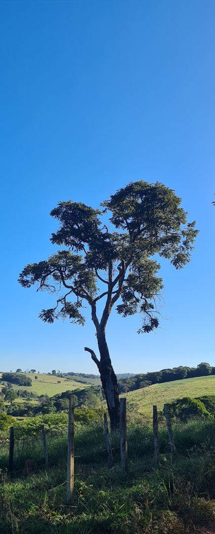 Camping Iris de Van Gogh - Image 4