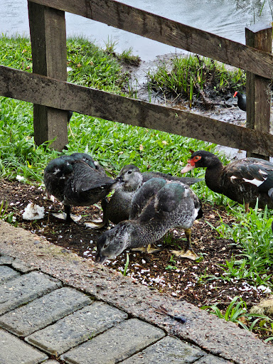 Ponte Velha Pesca e Lazer - Main Image
