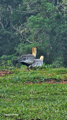Ponte Velha Pesca e Lazer - Image 4