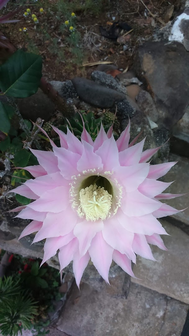 Área de Lazer Cobra d'Água - Image 2