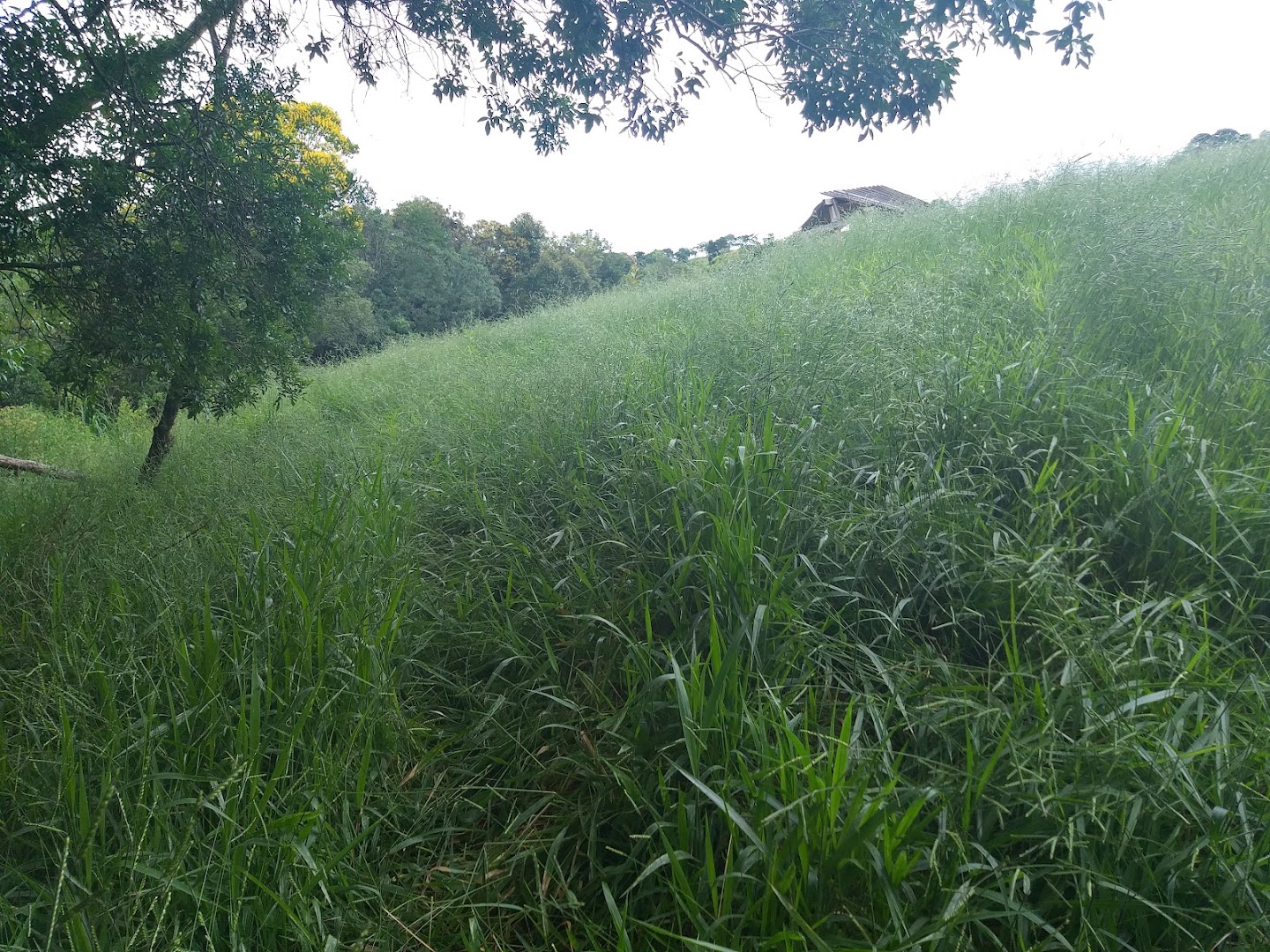 CACHOEIRA DOS CIGANOS - Image 4