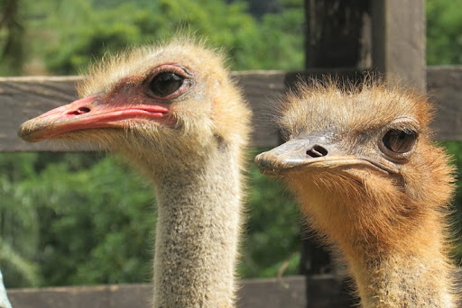 Pousada Cachoeira das Andorinhas - Image 2