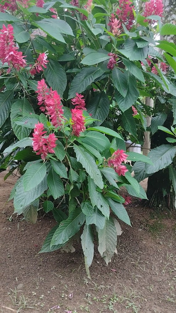 Espaço Ecológico João Mineiro Morretes - Image 2