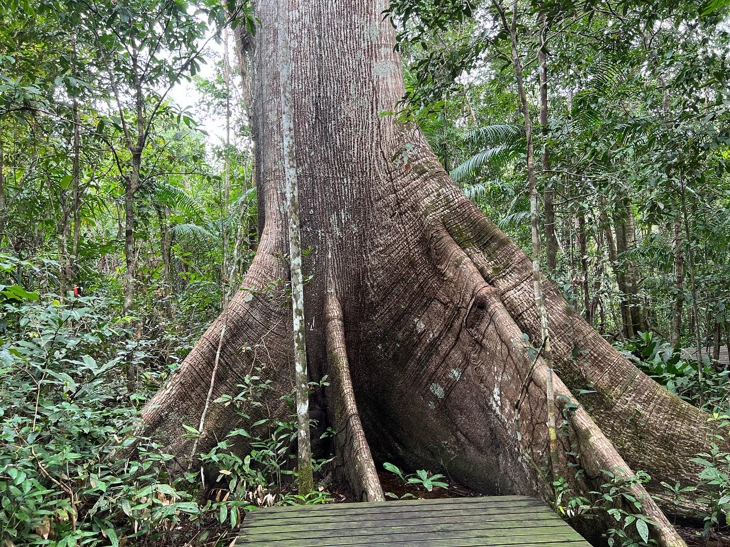 Camping – Parque Nacional do Viruá - Image 5