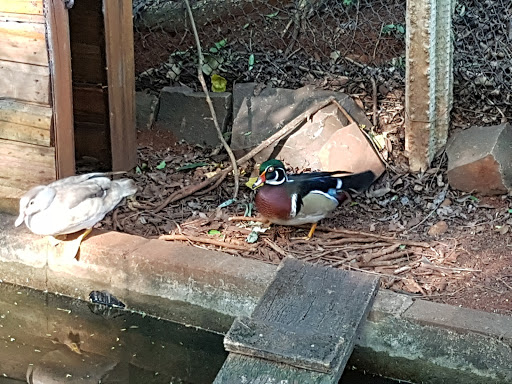Cachoeira da Onça - Image 2