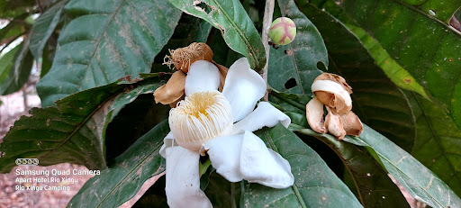 Rio Xingu Camping - Image 4