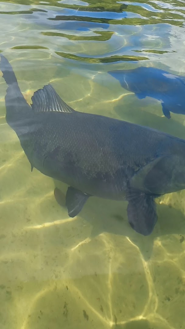 Sítio Lua De Prata - Image 2